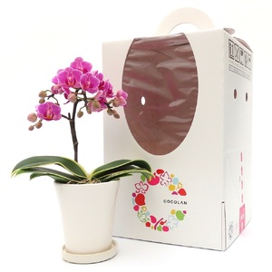 三木市で育てた大和ハウスのミニ胡蝶蘭 COCOLAN ベーシック(1本立ち) 【お花の色お任せ】