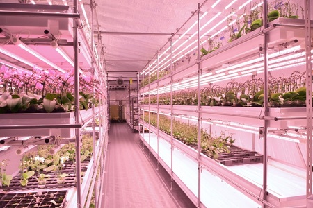 三木市で育てた大和ハウスのミニ胡蝶蘭 COCOLAN ベーシック(1本立ち) 【お花の色お任せ】