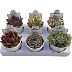  生産者直送！ 多肉植物プレミアムアソート　 2号6㎝ポット　6個　【兵庫県　高砂市　インテリア】