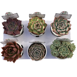 生産者直送！ 多肉植物プレミアムアソート　 2号6㎝ポット　6個　【兵庫県　高砂市　インテリア】