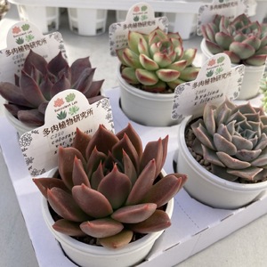  生産者直送！ 多肉植物プレミアムアソート　 2号6㎝ポット　6個　【兵庫県　高砂市　インテリア】