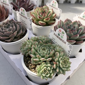  生産者直送！ 多肉植物プレミアムアソート　 2号6㎝ポット　6個　【兵庫県　高砂市　インテリア】