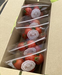 霧の恵(ミディトマト) 甘み・旨みのバランスがよく、口当たりの良いフルーツのような味わいのミディトマト【トマト 兵庫県 高砂市】