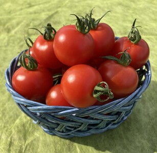 霧の恵(ミディトマト) 甘み・旨みのバランスがよく、口当たりの良いフルーツのような味わいのミディトマト【トマト 兵庫県 高砂市】