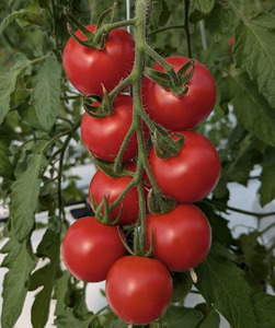 霧の恵(ミディトマト) 甘み・旨みのバランスがよく、口当たりの良いフルーツのような味わいのミディトマト【トマト 兵庫県 高砂市】