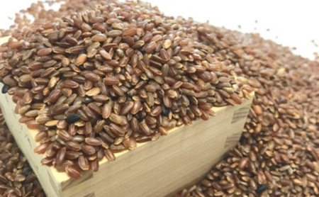 きすみのもちもちセットB[ おもち お餅 餅 ] 