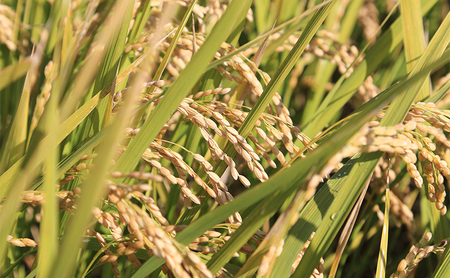 兵庫県小野市産 ヒノヒカリ 5kg（精米）　米 コメ こめ ごはん 白米 精米 ひのひかり 兵庫県 小野市