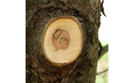 900-74 両手で握れて力強く切れる ビッグボーイ万能目 本体 雑貨 日用品