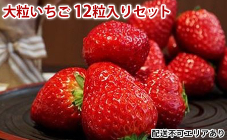 大粒いちご 12粒入りセット[ いちご イチゴ 苺 フルーツ 果物 新鮮 糖度 ]