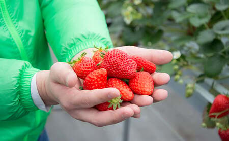 【ふるさと納税】 冷凍 いちご 2キロ 冷凍品 アイス 夏 苺 イチゴ ストロベリー 果物 スイーツ おやつ 冷たい 食品 ギフト ふるさと納税 ふるさと 人気 おすすめ 送料無料 兵庫県 三田市 [3d28bae310005]