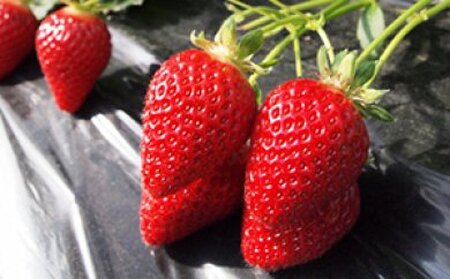 2026年産 加西いちご 数量限定 送料無料 果物類 苺 イチゴ ストロベリー フルーツ くだもの 大粒