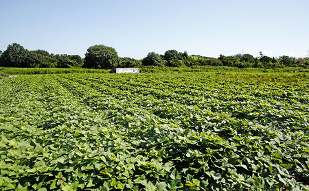 〔黒麹仕込〕本格芋焼酎 根日女の雫 720ml×2本 お酒 酒 いも
