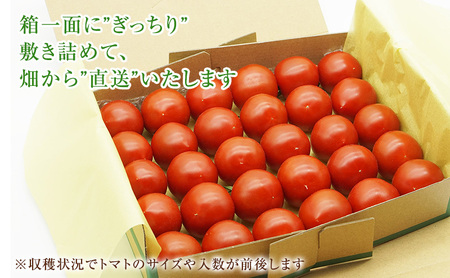 【最旬お届け!!】よしよし畑のあま~い トマト ( 中玉トマト ) 800g ~ 1kg 程度 新鮮 産地直送 冷蔵 とまと おいしい おすすめ ギフト お取り寄せ