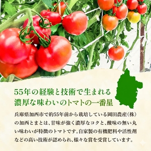 定期便 3ヶ月 トマトピューレ 380g×1本 トマトの一番星ピューレ トマトの一番星ピューレ トマト ピューレ とまと 五つ星ひょうご 無添加 スパゲッティ スパゲティ パスタ ぱすた リゾット スープ イタリアン 兵庫県 加西市