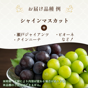 9月限定｜採れたて旬のぶどう 食べ比べ 約2kg（3～4房）シャインマスカット入り セット 詰め合わせ 産地直送 フルーツ 兵庫県 加西市