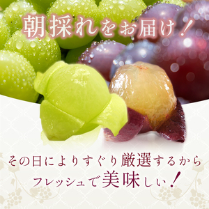 9月限定|採れたて旬のぶどう 食べ比べ 約4kg(4~5房)シャインマスカット入り セット 詰め合わせ 産地直送 フルーツ 兵庫県 加西市