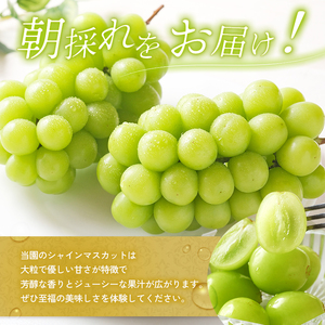 シャインマスカット 約780g以上(1房)朝採れ ぶどう セット 詰め合わせ 産地直送 フルーツ 兵庫県 加西市