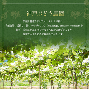 シャインマスカット 約780g以上(1房)朝採れ ぶどう セット 詰め合わせ 産地直送 フルーツ 兵庫県 加西市