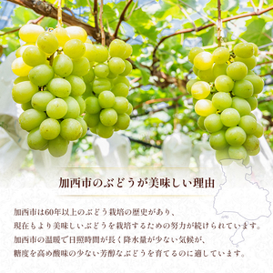 シャインマスカット 約780g以上(1房)朝採れ ぶどう セット 詰め合わせ 産地直送 フルーツ 兵庫県 加西市