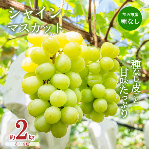 【令和8年産】シャインマスカット 3～4房 セット 約2kg ぶどう 種無し 皮ごと 兵庫県産 大粒 農家直送 果物 果物類 フルーツ デザート ブドウ 詰め合わせ 甘い 粒 糖度