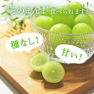 【ふるなびWEEK対象】令和8年産 シャインマスカット 2房 セット 約1.2～1.5kg