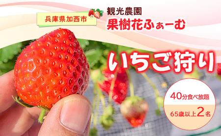 いちご狩り40分食べ放題 65歳以上2名 いちご狩り 食べ放題 40分 いちご イチゴ 苺 観光 レジャー 兵庫県 加西市