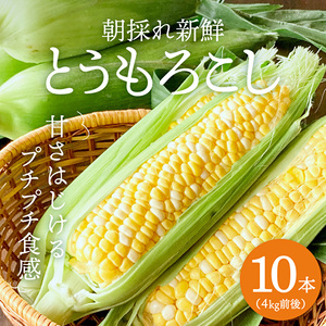 とうもろこし 朝どり 10本 4kg 前後 2025年 兵庫県産 よしよし畑 農家直送 朝どれ 野菜 新鮮 高糖度 キャンプ BBQ アウトドア 極甘 甘い 絶品 朝 採り 夏野菜 あまい 冷蔵配送 