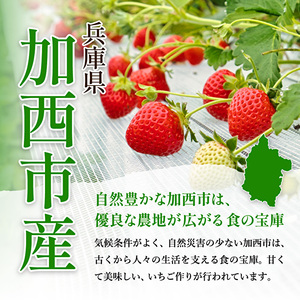 【令和8年産】 かぐや農園の極甘 いちご 大粒 30粒 果物 フルーツ 果実 高設栽培方式 紅ほっぺ かおり野 ロマンベリー お楽しみ