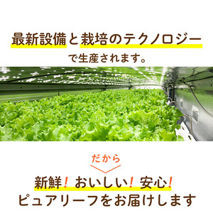 最新植物工場 レタス ピュアリーフ 6個入[ 栽培期間中農薬不使用 新鮮 長持ち 栄養 健康 衛生的 安全 安心 低雑菌 年内受付 ] 野菜 