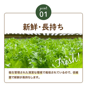 最新植物工場 レタス ピュアリーフ 6個入[ 栽培期間中農薬不使用 新鮮 長持ち 栄養 健康 衛生的 安全 安心 低雑菌 年内受付 ] 野菜 