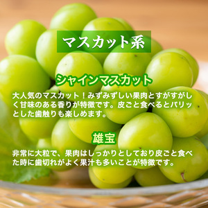 兵庫県産 旬の朝採れ ぶどう 2種類セット 品種おまかせ（2kg、3～4房入） 種無し 農家直送 数量限定