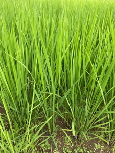 真菰茶（30g） まこも 真菰 高級茶 健康