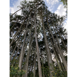 丹波篠山産間伐材使用　ヒノキスプレーセット 