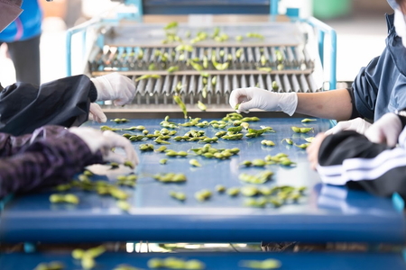 【早期予約受付中！/2026年10月中旬頃～発送】★本場★丹波ささやま黒枝豆1.5kg（500ｇ×3袋） YSN001