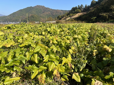 お得な2袋セット！希少な丹波大納言小豆100%！有機丹波大納言小豆茶 