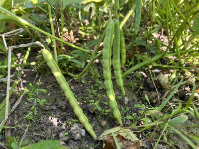 お得な2袋セット！希少な丹波大納言小豆100%！有機丹波大納言小豆茶 