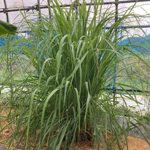 夏の虫が嫌がる香りのレモングラススプレー  DJ012