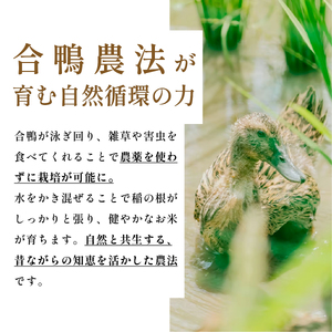 令和8年産【12回定期便】コシヒカリ 5kg 精米 無農薬 コシヒカリ