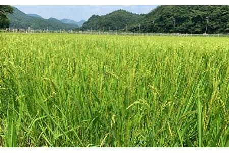 お米のおいしさ伝えたい！特別栽培米コシヒカリ5kg×2 AD15