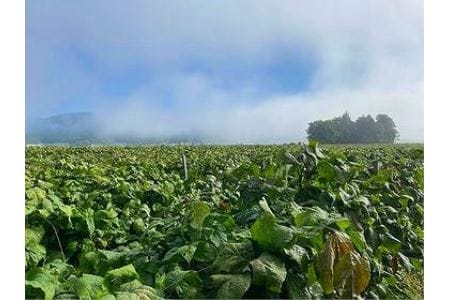 丹波篠山川北黒大豆ふるさとセット BT03 黒豆 丹波黒 おせち用 煮豆 グルメ 高級 ブランド