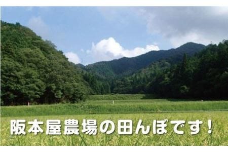 【特A スピード出荷】コシヒカリ 越光〈丹波篠山産〉5kg×2 計10kg こしひかり[Y021-2602] 
