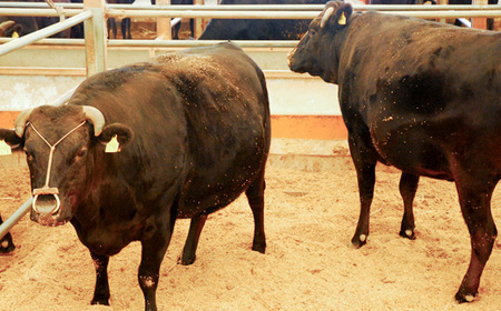 丹波ささやま牛ビーフカレー（甘口5個・中辛5個） CK02 産直 精肉店がつくる 高級 カリー curry 贅沢 グルメ 美味しい