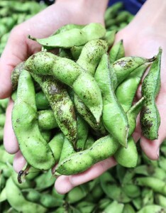 【先行予約】丹波黒枝豆 500g×4袋　仲摘み  枝豆  [CU09]