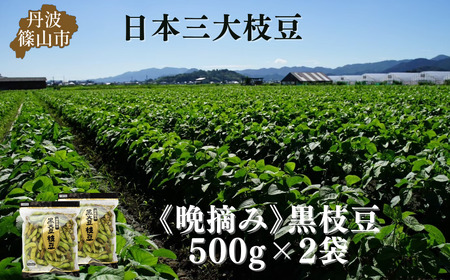 【先行予約】秋の味覚「丹波黒枝豆」  濃厚なコク・500g×2袋　晩摘み 【2026年10月22日頃～11月上旬頃発送予定】 [CU11]
