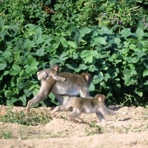 【プライベートプログラム】野生動物に出会える 丹波篠山だけの自然体験 CW025