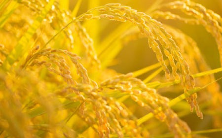 令和7年産【ブランド別格米30kg】【1505036】