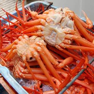 香住がに　おまかせセット　約2.5kg(3～6枚)【配送不可地域：離島】【1606120】