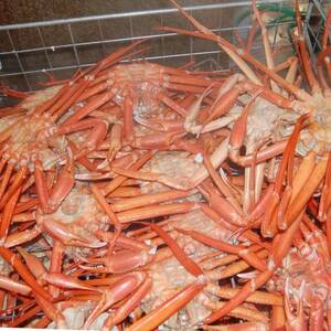 香住がに　おまかせセット　約2.5kg(3～6枚)【配送不可地域：離島】【1606120】