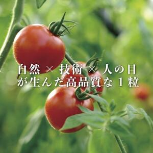 【産地直送】トマト(約1.3kg) 箱 うふふの実 高糖度フルーツトマト　アイメック【常温】【配送不可地域：離島・北海道・沖縄県】【1672591】