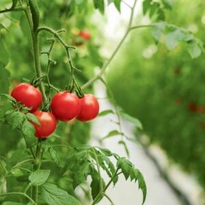 【産地直送】トマト(約3.0kg) 箱 うふふの実 高糖度フルーツトマト　アイメック【常温】【配送不可地域：離島・北海道・沖縄県】【1672592】